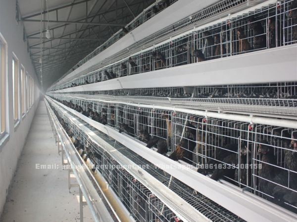 Do you know the battery cage for layers in Nigeria