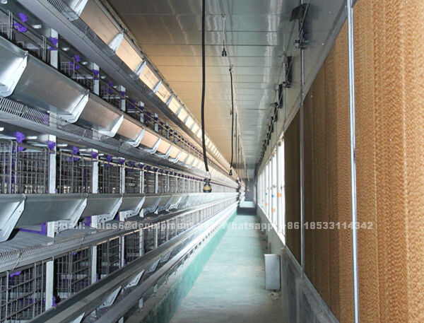 How to start a fully automatic chicken farm of 30,000 layers in Nigeria