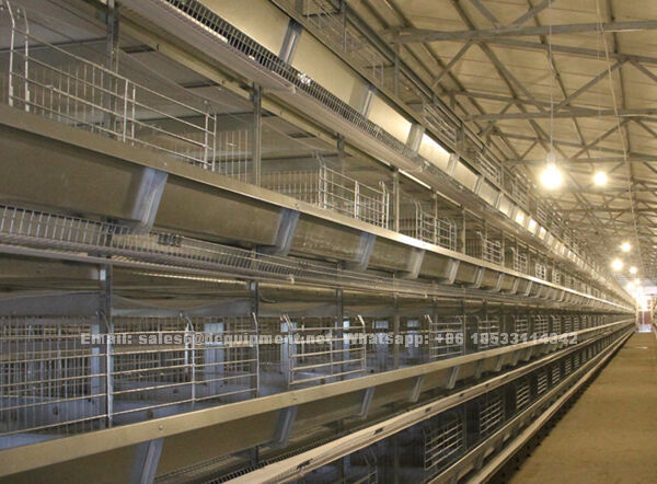 How to start a fully automatic chicken farm of 30,000 layers in Nigeria
