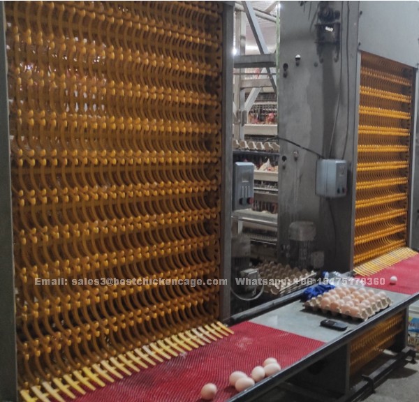 What is egg laying automatic chicken cage for sale in Lagos designer poultry house