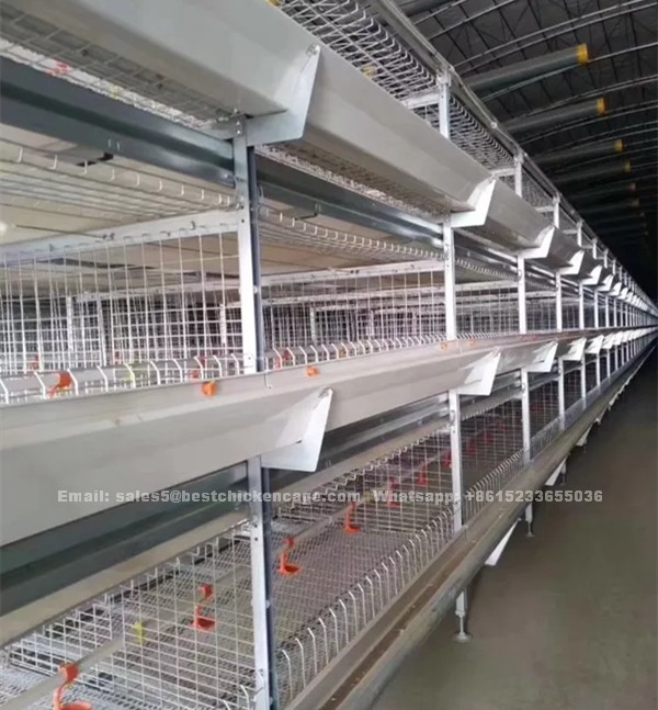 Why A type layer cages are widely used in Nigeria poultry farm