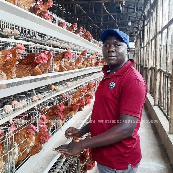 Why A type layer cages are widely used in Nigeria poultry farm