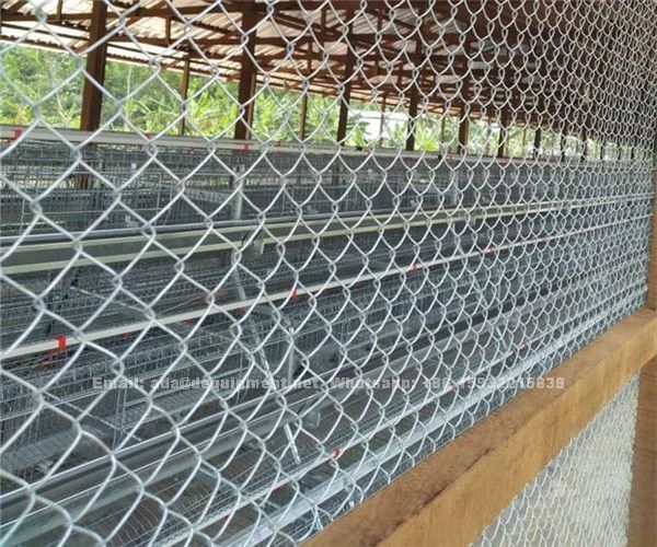 How much the best quality poultry layer cage and equipment to set up a 10,000 or 20,000 chicken farm