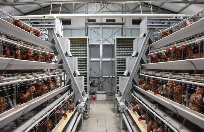 Detailed introduction of advantages and precaution of using an automatic battery cage design