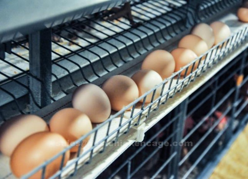 How egg grading machine working in poultry farm How egg grading machine working in poultry farm