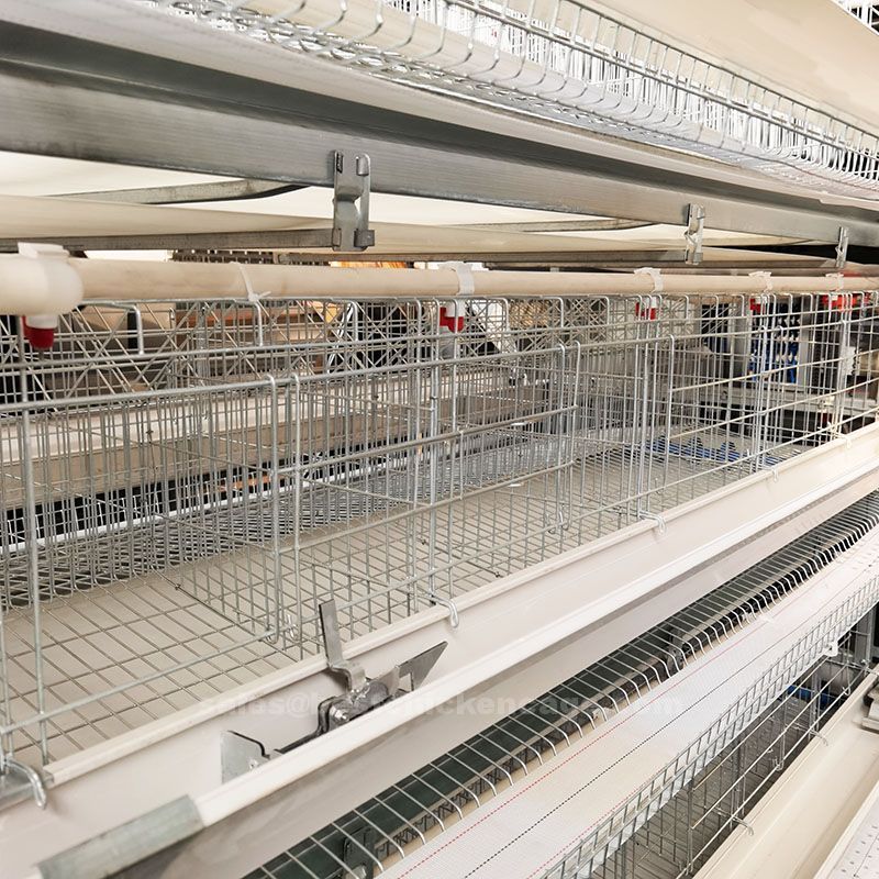How it works about the automatic chicken battery cage system