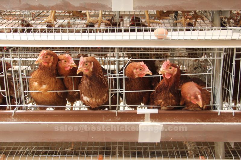The development history and basic structure of chick broiler cage