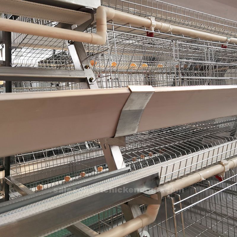 Do you know the automatic layer cage system in poultry farm