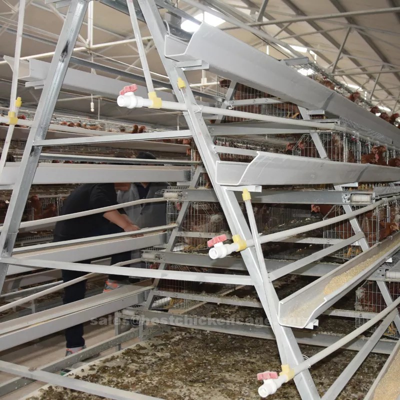 How the system of poultry cage in modern poultry farming working