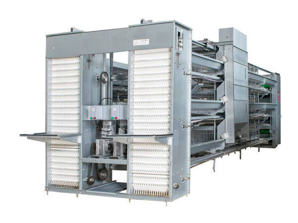 主图2.jpg شرح أنواع تصميم أقفاص التسمين: A-Frame مقابل H-Frame مقابل Flat Deck Systems