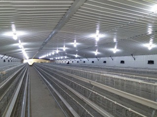 Our company finished breeder chicken cage project 