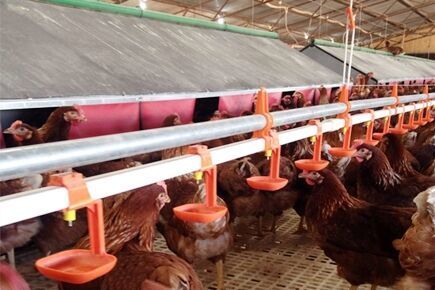 Our company finished breeder project of breeder fl