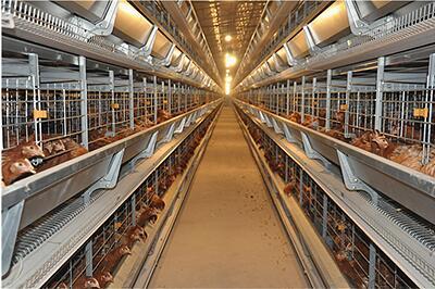 Our company finished chicks and layers project of 