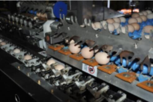 Our company finished egg grading project of 100,00