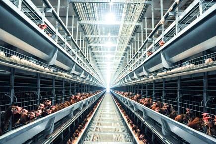 Our company finished layer chicken project of 30,0