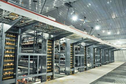 Our company finished layer chicken project of 30,0