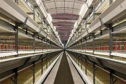 Our company finished with broiler project of 500,0