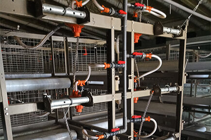 Our company finished with broiler project of 500,0