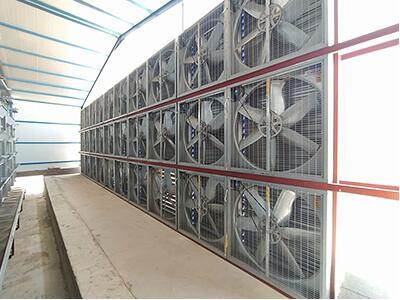 Our company finished layer project of 100,000 bird