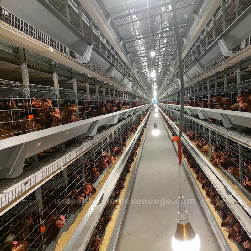 Nigerian local poultry cage for layer in poultry farm