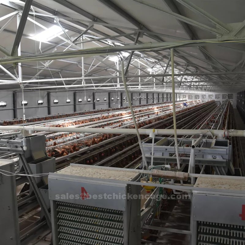 The aims of automatic cage and poultry equipment with 15,000 to 30,000 birds poultry farm