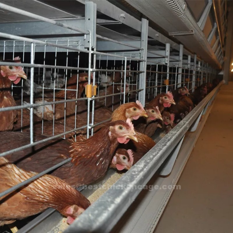 You should learn more on automatic poultry farming cage