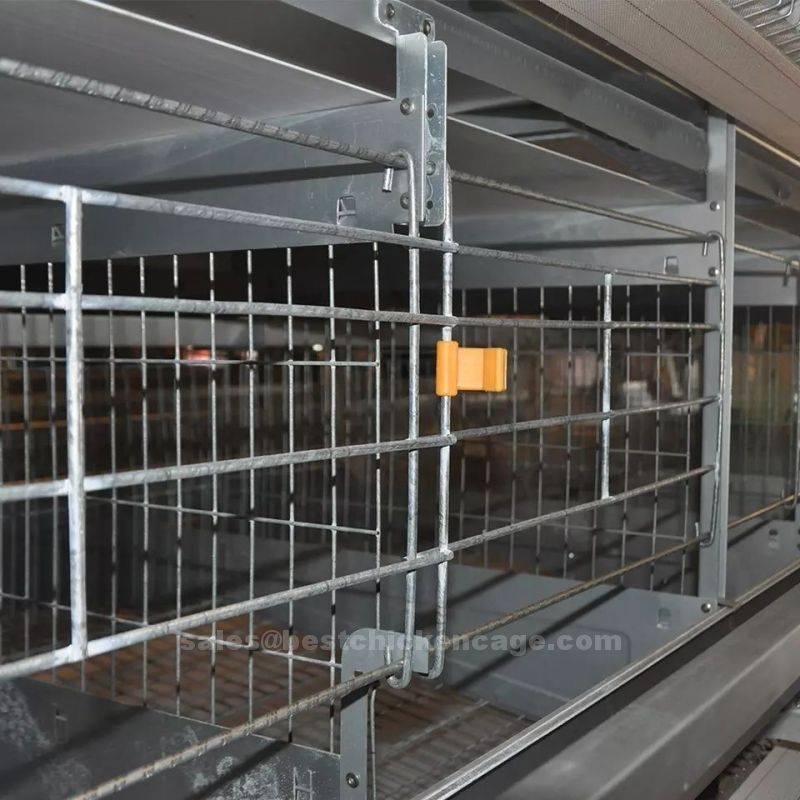 Automatic systems for H type poultry cage for layers Automatic systems for H type poultry cage for layers