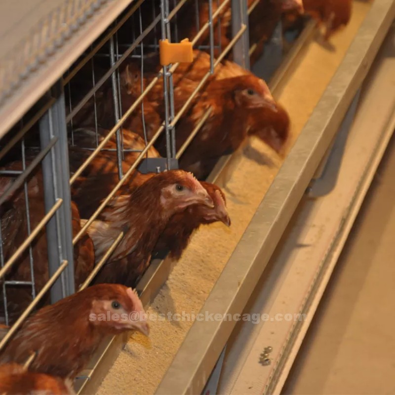 Right selection for poultry farm site with layers cage