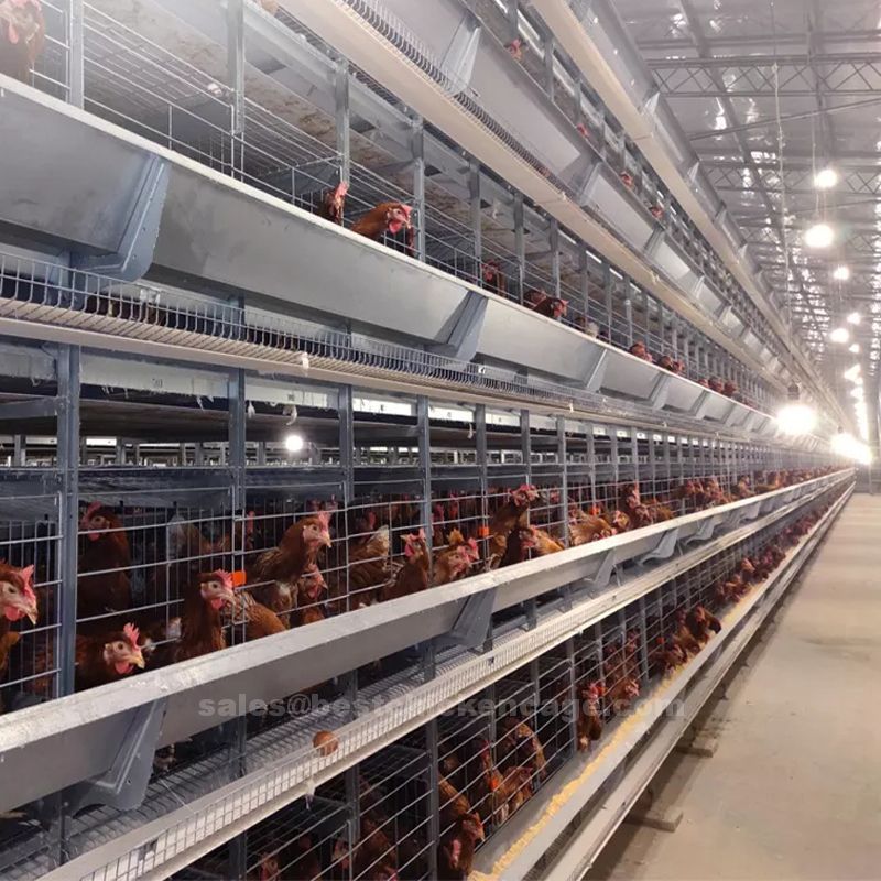 Differences between deep litters and battery cage system