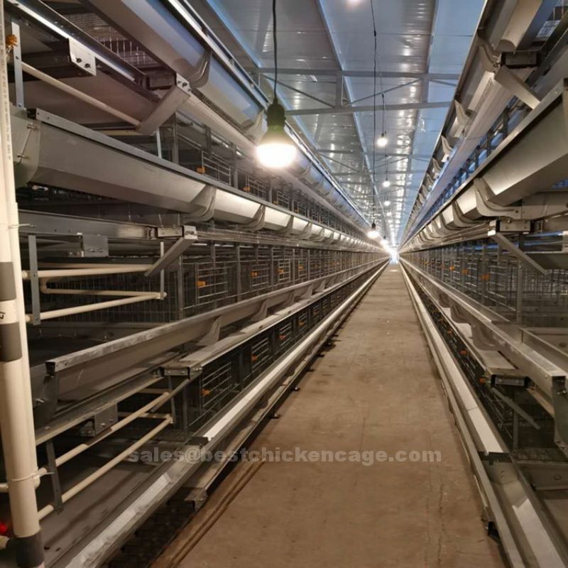 Do you know that these layer chicken cages are specialized housing systems designed to accommodate egg-laying hens in commercial poultry farming