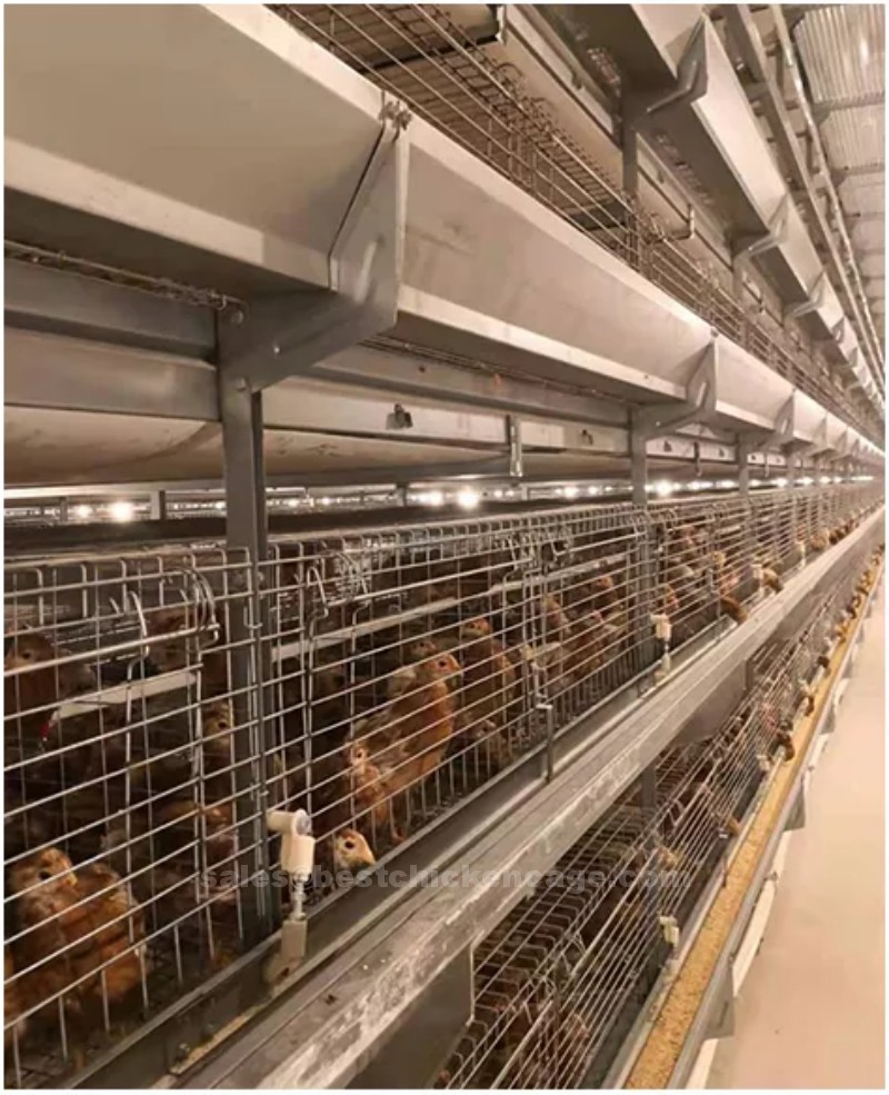 How breeder cages in poultry farming offer substantial benefits in both small-scale and large-scale poultry farming operations