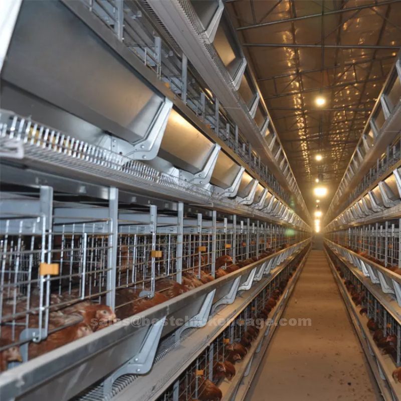 The helpful knowledge of the 96-bird battery cage system for layers makes it easier for farmers to care for the birds