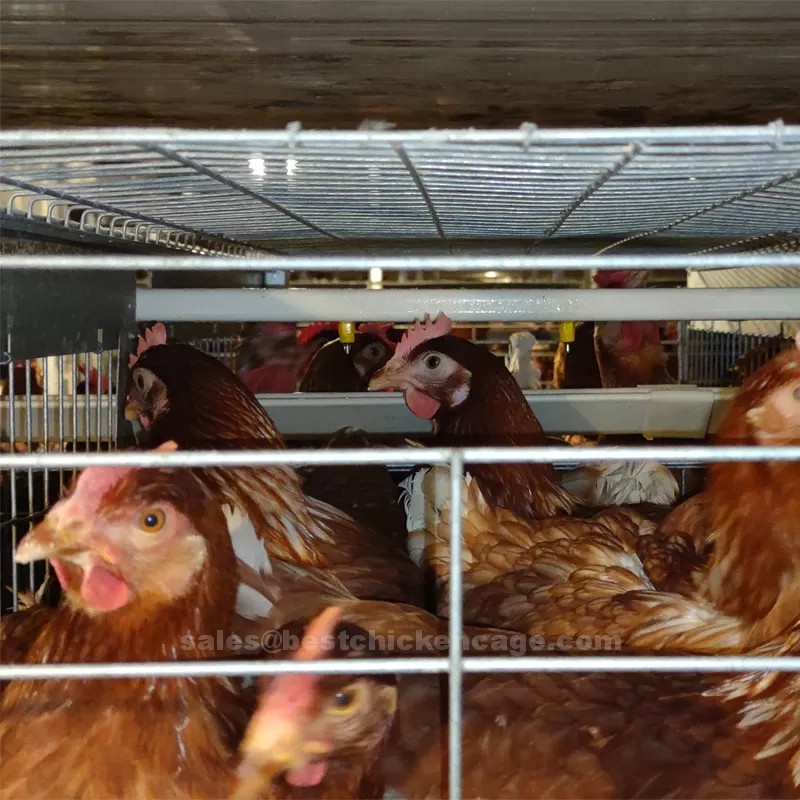 Cages are equipped with automated feeding and watering systems ensuring a constant supply of food and water to the hens