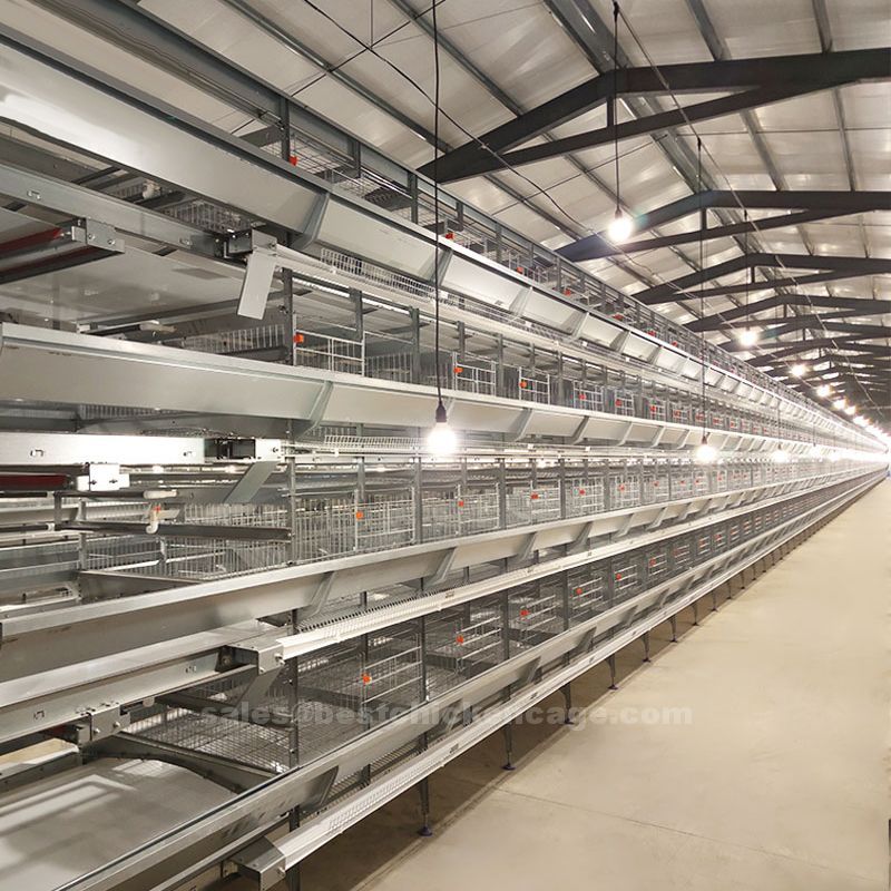 Automatic ladder type of broiler battery cage versus layer battery cages they are also less expensive to build and maintain than layer battery cages Automatic ladder type of broiler battery cage versus layer battery cages they are also less expensive to build and maintain than layer battery cages