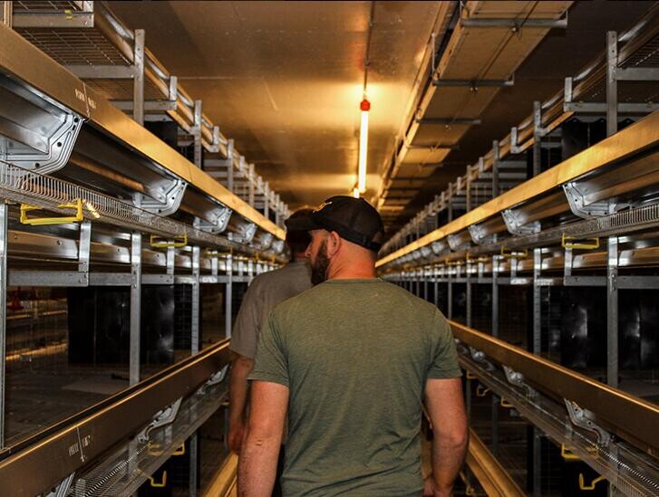 El sistema de cría en jaulas en batería en la avicultura y su importancia optimiza la salud de las aves y reduce las tasas de mortalidad