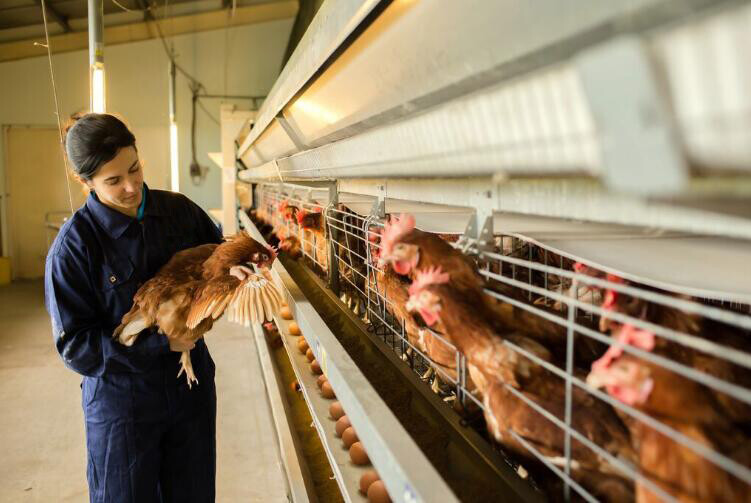 Beneficios de las jaulas para pollos: reducen la necesidad de terreno y protegen las aves de corral de invasiones externas