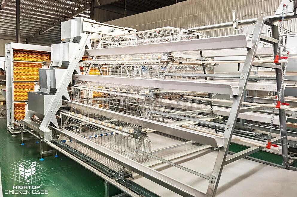 Una jaula tipo A es una solución confiable y efectiva para alojar gallinas ponedoras y promover una producción eficiente de huevos