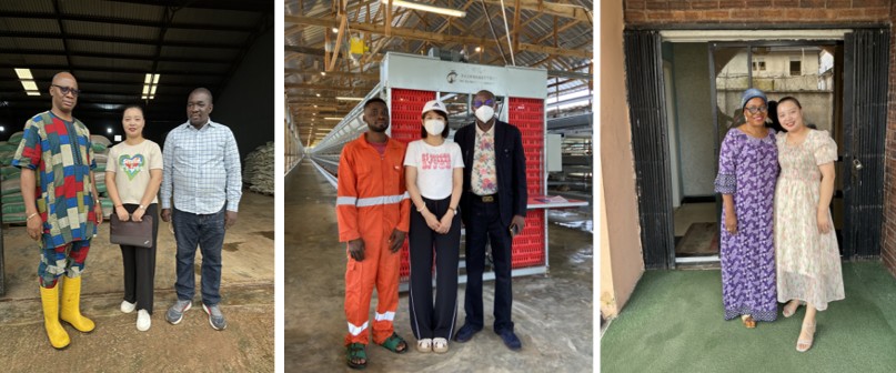 Nigeria poultry battery cage (6).png