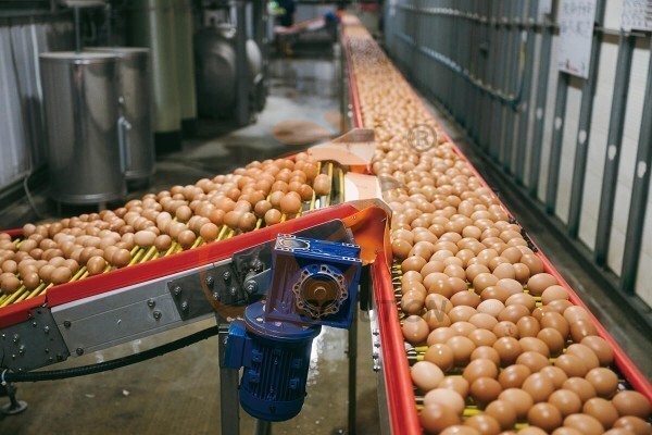 egg collection sorting package line (1)