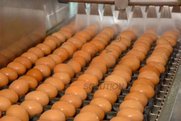 egg collection sorting package line (1)