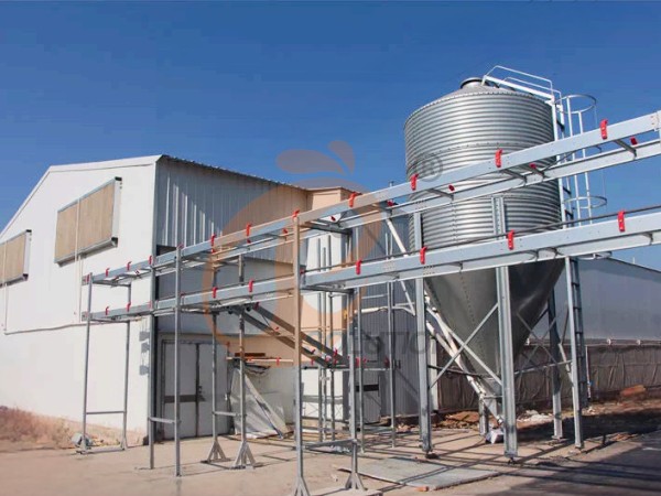 egg collection sorting package line (6)