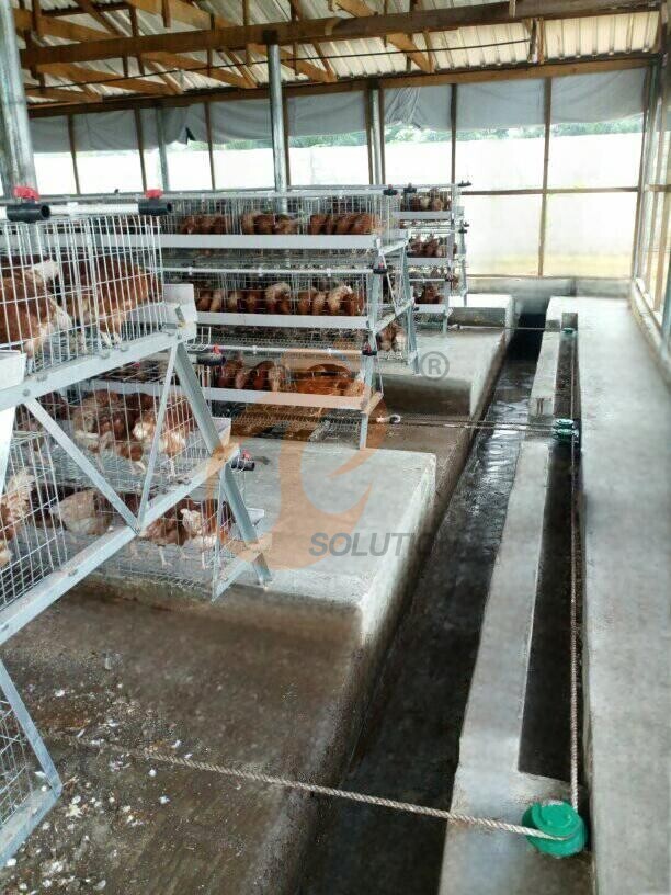 poultry farm manure cleaning (2)