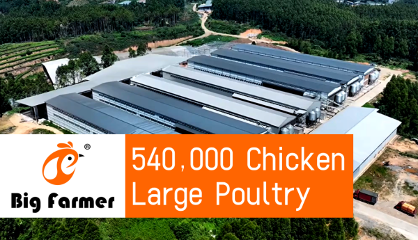 Australia 540,000 gallinas ponedoras, 9 naves, 60,000 gallinas por nave, sistema automático de jaulas en batería H tipo 4 niveles para ponedoras