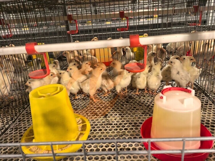 Tipos de jaula de batería para pollitas en vista rápida