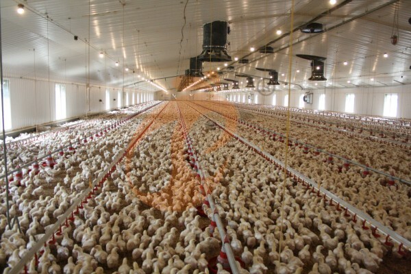 deep litter system (16)