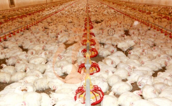 Sistema de cama profunda para pollos de engorde