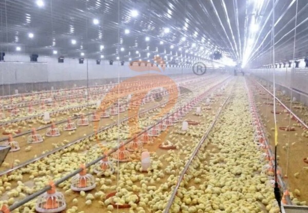 deep litter system (3)