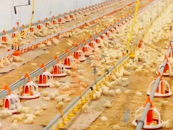 brooder deep litter system (2)