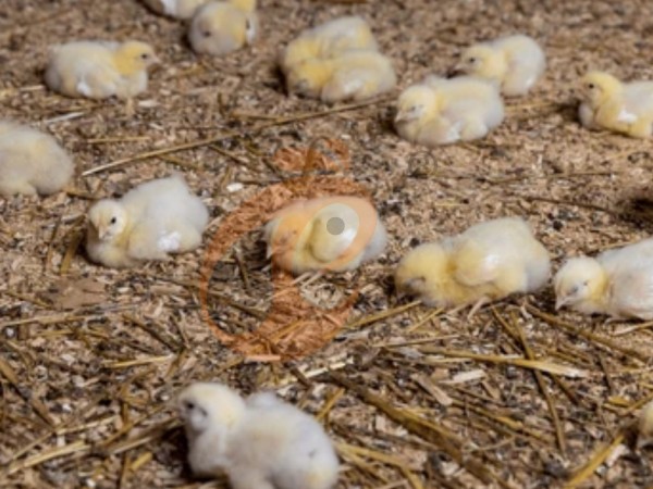 brooder deep litter system (4)