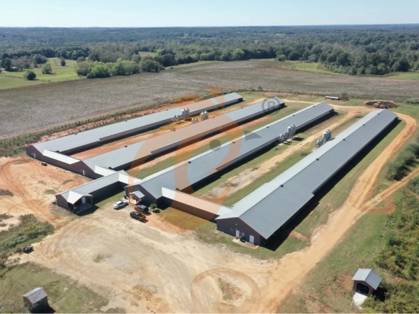 poultry farm (10)